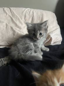 Kitten