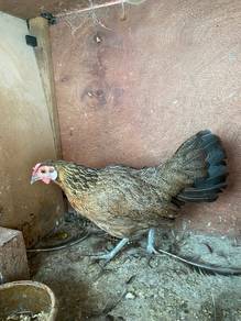 Ayam hutan betina
