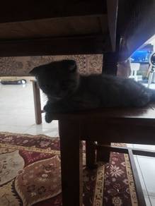 kucing BSH