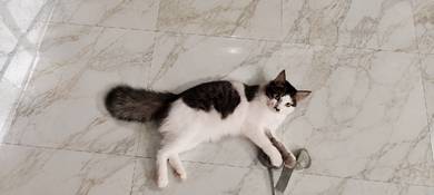 kucing dlh