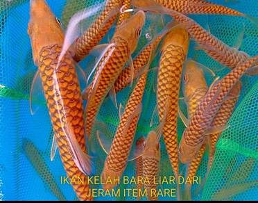 ikan kelah bara 