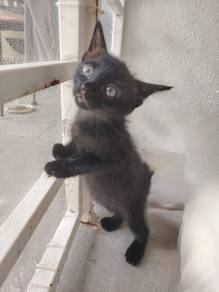 Gentle and Adorable - Free Kitten for Adoption