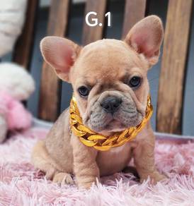 FRENCH BULLDOG PUPPIES 🌻VIP155 Girl