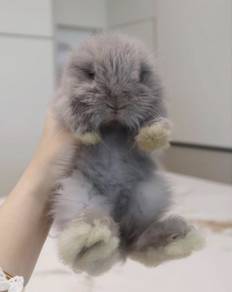 ANGORA BABY RABBITS AG151 New Born