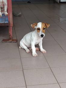 JRT Jack Russell Male  puppy