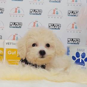 Bichon Frise