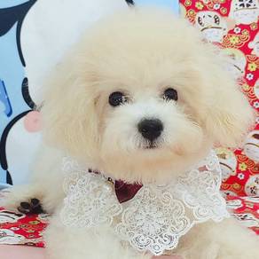 Maltipoo
