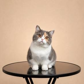 Munchkin Calico