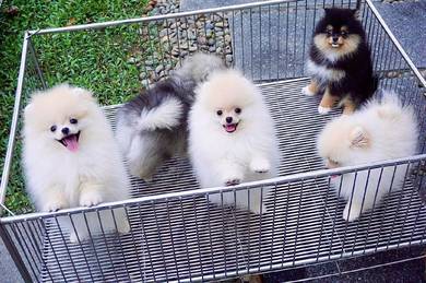 pomeranian 16
