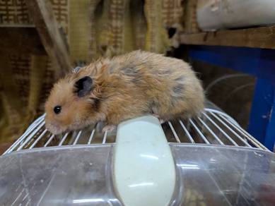 Female Syrian Hamster