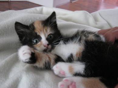 Calico Kitten