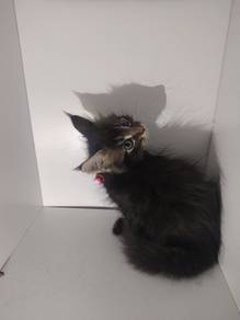 Purebreed Mainecoon 