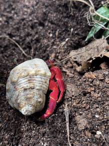 Land hermit crab @ umang darat
