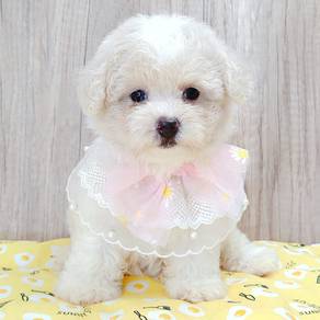 Poodle