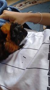 guini pig sepasang .jantan & betina