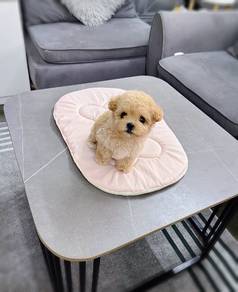 Maltipoo puppies 