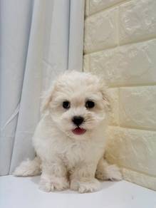 J0241 Maltese Pure White Silky Hair Puppy