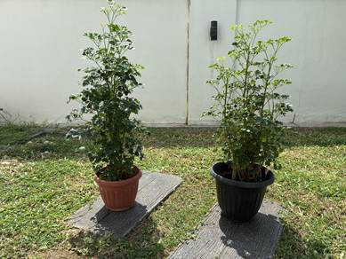 Plant for sales ( 山茶）