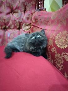 anak kucing semi flact face parsi