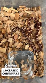 corn snake ular offer awal tahun