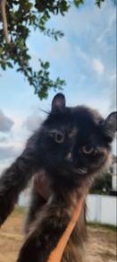Kucing utk Rehome (Baka BSH Mix American Curl)
