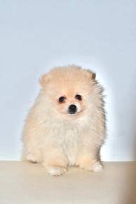 H34 Sweet Pomeranian Dog