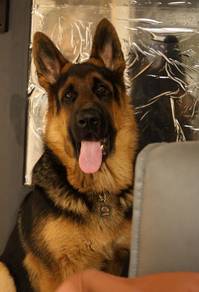 German Shepherd