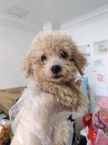 Poodle mix