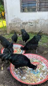 ayam cemani
