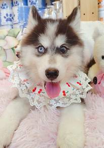 Husky