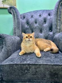 Bsh Golden Ny 11