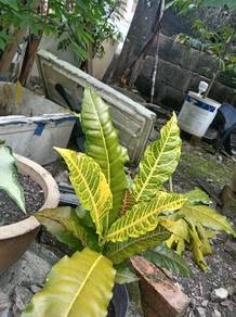 Pokok bunga puding 