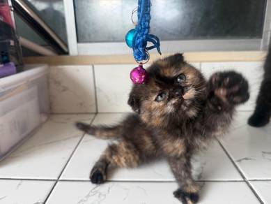 Scottish fold kitten 