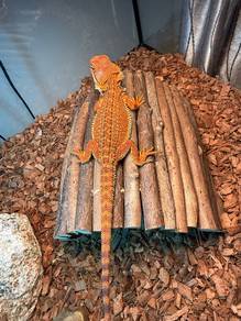 Bearded dragon for sale dark red