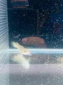 ikan Channa RSP Kalimaya Red Spot_03
