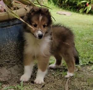 Shetland Sheepdog 喜乐蒂

 

