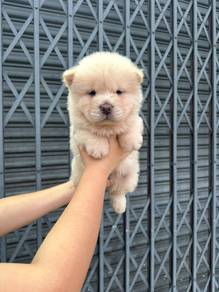 chow chow