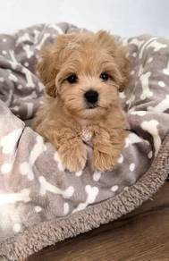 T1897 Curious Maltipoo teddy bear face puppy Baby