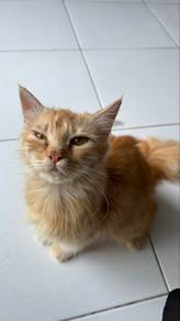 rehome kitten