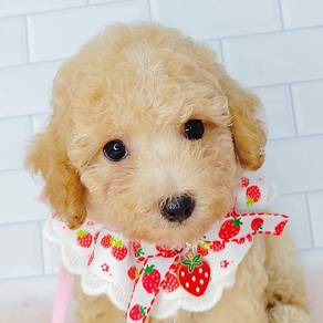 Poodle