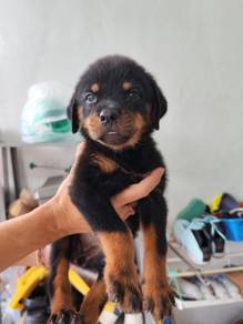 Rottweiler