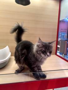 Mainecoon