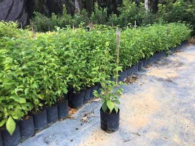 Acalypha Siamensis