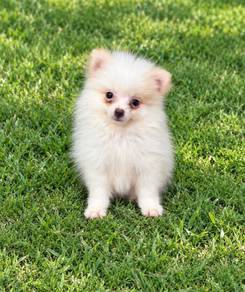 Pomeranian Parti Tiny Male Puppy