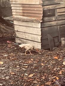 ayam baka baik