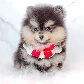 Pomeranian
