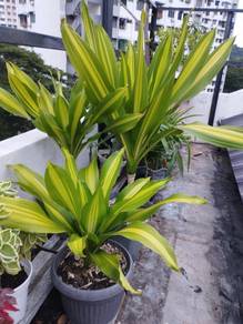 Pokok murah until dilelong