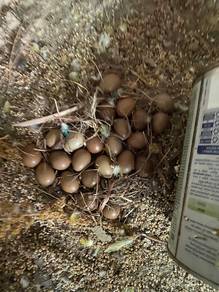 telur puyuh jepun berbenih