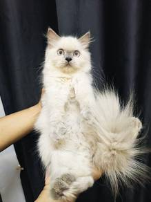 kitten x siberian murah