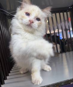 Ragdoll